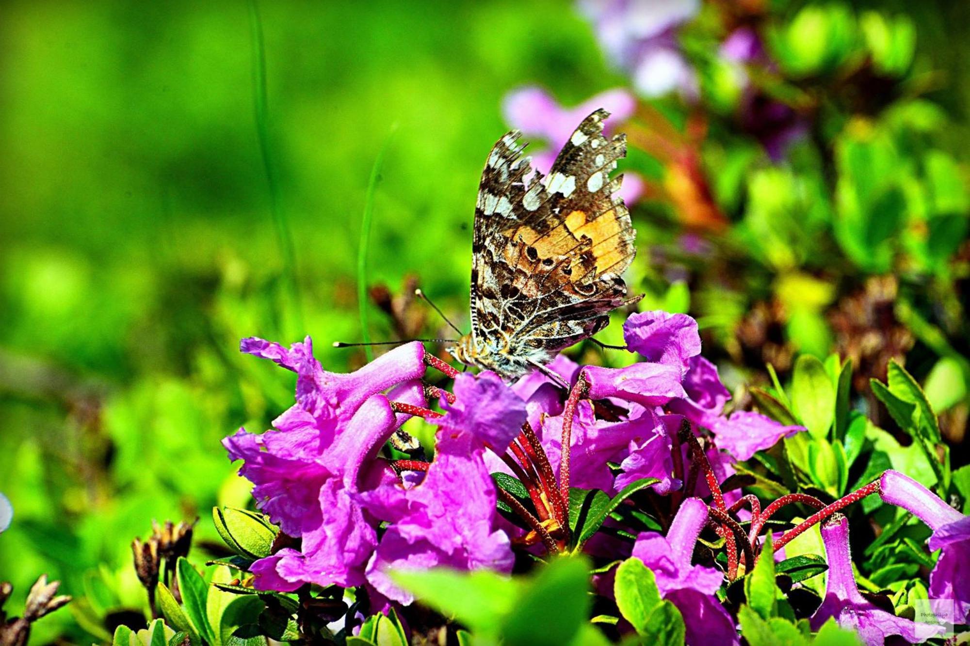 Conacul Doamnei Villa Corbi ภายนอก รูปภาพ